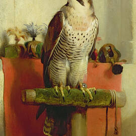 Falcon by Edwin Landseer