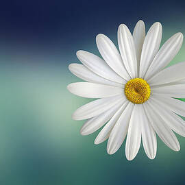 Flower by Bess Hamiti