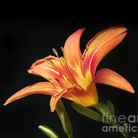 Flower on black background by Jelena Jovanovic