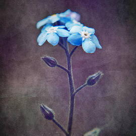 Forget Me Not 04 - s6ct7b by Variance Collections