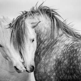 Friends II by Tim Booth