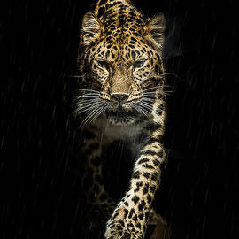 From out of the darkness by Paul Neville