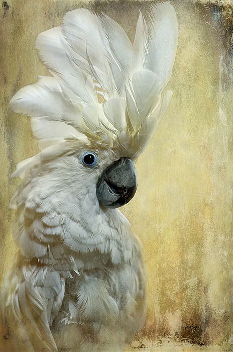 Cockatoo Art for Sale