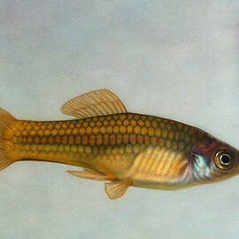 Go Fish by James W Johnson