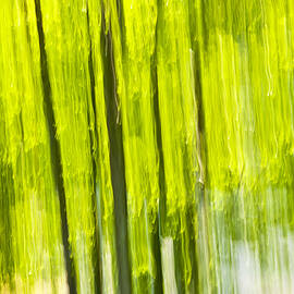 Green forest abstract by Elena Elisseeva
