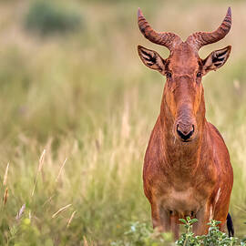 Hartebeest by Ibrahim Canakci