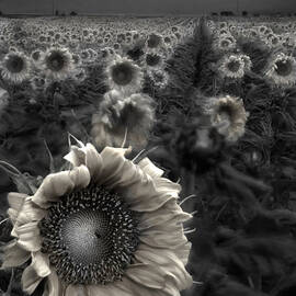 Haunting Sunflower fields 1 by Dave Dilli