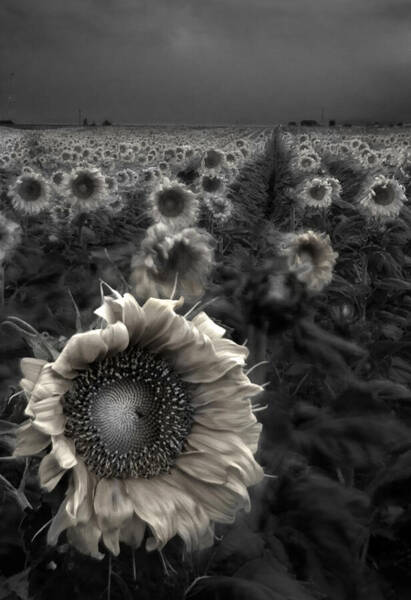 Ghostly Sunflower Fields Wall Art