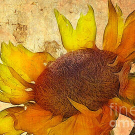 Helianthus by John Edwards