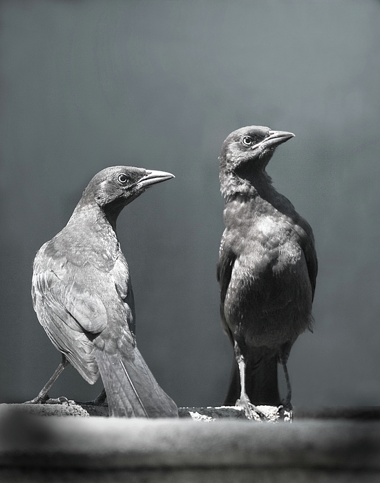 Blackbird Art for Sale