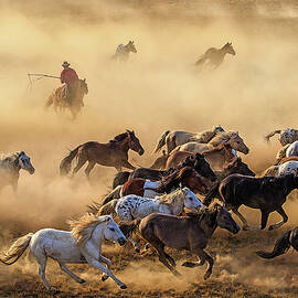 Horse Run by Adam Wong