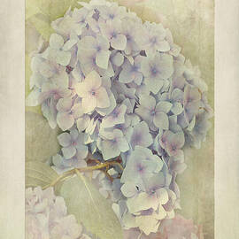 Hydrangea macrophylla Blue Bonnet by John Edwards