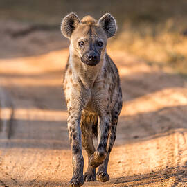 Hyenas Can Be Beautiful - Sort Of. by Jeffrey C. Sink