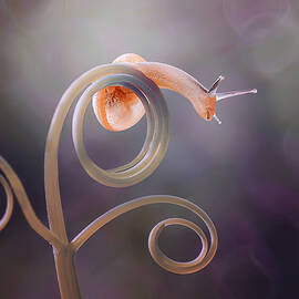 I Want Jump by Edy Pamungkas