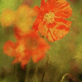 Iceland Poppies by Eva Lechner