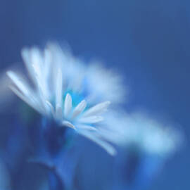 Innocence 11b by Variance Collections