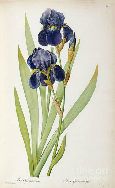 Iris Germanica Botanical Study Wall Art