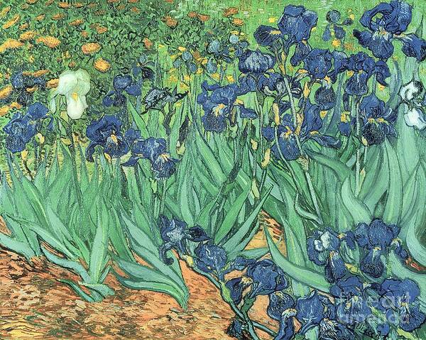 Vibrant Irises in Bloom Wall Art