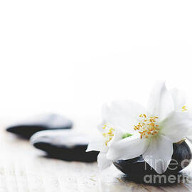 Jasmine flower on spa stones by Jelena Jovanovic