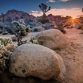 Joshua Tree Sunrise by Ralph Vazquez