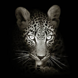 Leopard portrait in the dark by Johan Swanepoel