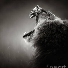 Lion displaying dangerous teeth by Johan Swanepoel