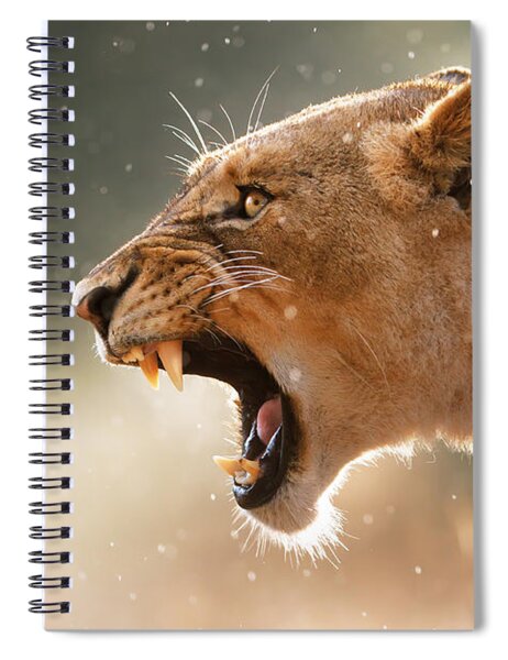 Roaring Lioness in Sunlight Spiral Notebook