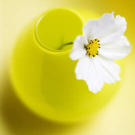 Little Yellow Vase by Rebecca Cozart