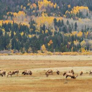 Autumn Landscapes with Wildlife Art Competition