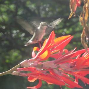 birds all media Art Competition