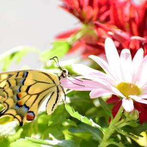 Last butterfly  before the winter  Art Competition