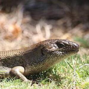 Skinks Lizards Snakes and Crocs in Australia - Photos only Art Competition
