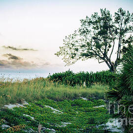 Lonely Tree by the Coast