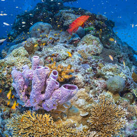 Maji Reef by Barathieu Gabriel