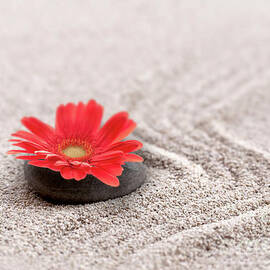 Zen sand garden and flower by Delphimages Photo Creations