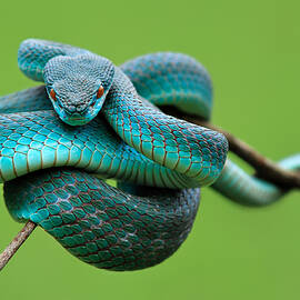 Monitoring by Edy Pamungkas