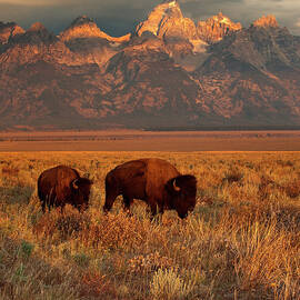 Morning Travels in Grand Teton by Sandra Bronstein