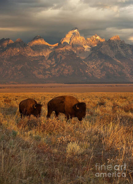 Bison at Sunset Near Mountains Wall Art
