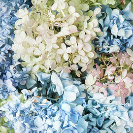 MULTI COLORED HYDRANGEA by Theresa Tahara