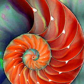 Nautilus Shell - Nature's Perfection by Sharon Cummings