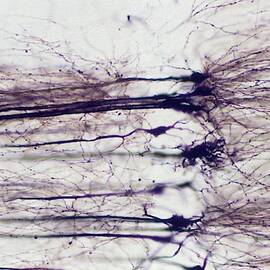 Nerve Cells by Science Photo Library