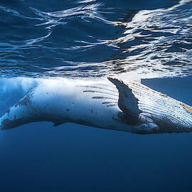 On The Surface Of The Water: A Humpback Whale by Barathieu Gabriel