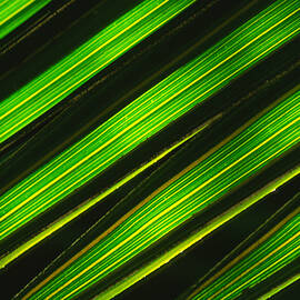 Palm Frond Abstract by Sandra Bronstein