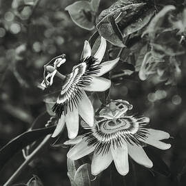 Passion Flowers by Christian Marcel