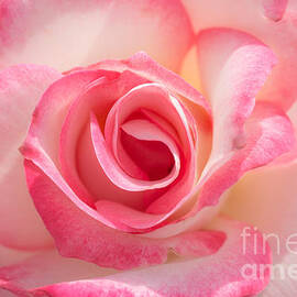 Pink Cotton Candy Rose by Ana V Ramirez