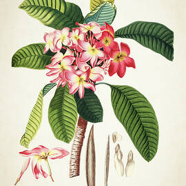 Plumeria botanical print by Aged Pixel