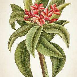 Plumeria Rubra botanical print by Aged Pixel