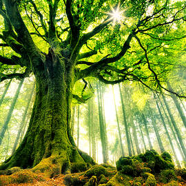 Ponthus' Beech by Christophe Kiciak