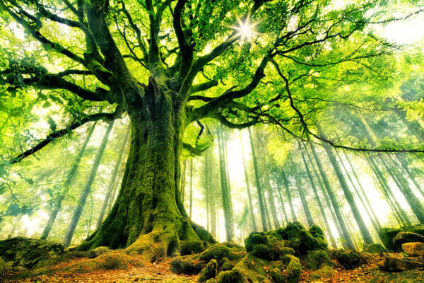 Majestic Forest Tree with Sunlight Wall Art