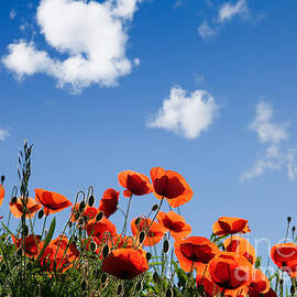 Poppy Flowers 05 by Nailia Schwarz